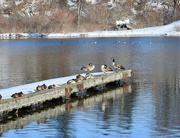 9th Feb 2024 - Mallards and Common Mergansers