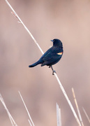 27th Feb 2024 - Redwing blackbird