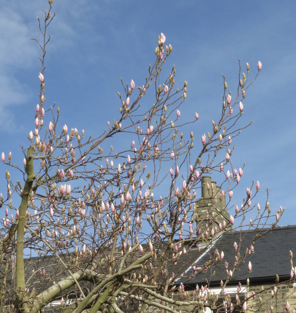 Same magnolia … by felicityms