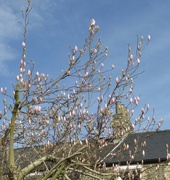 27th Feb 2024 - Same magnolia …