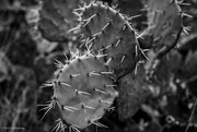 27th Feb 2024 - Cactus