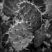 Cactus by dkellogg