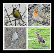 23rd Feb 2024 - Attenborough Birds