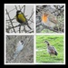 Attenborough Birds