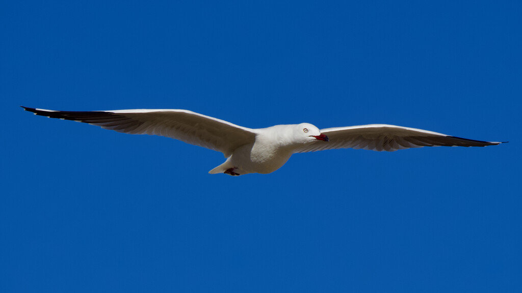Seagull Flyby P2276541 by merrelyn
