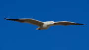 27th Feb 2024 - Seagull Flyby P2276541