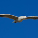 Seagull Flyby P2276541