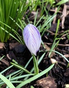 27th Feb 2024 - Stripy Crocus