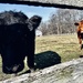 Cows and sunshine 