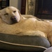Let sleeping dogs lie…