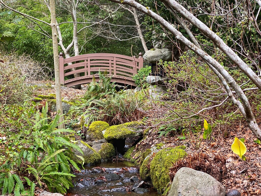 Japanese Garden at Royal Roads by horter
