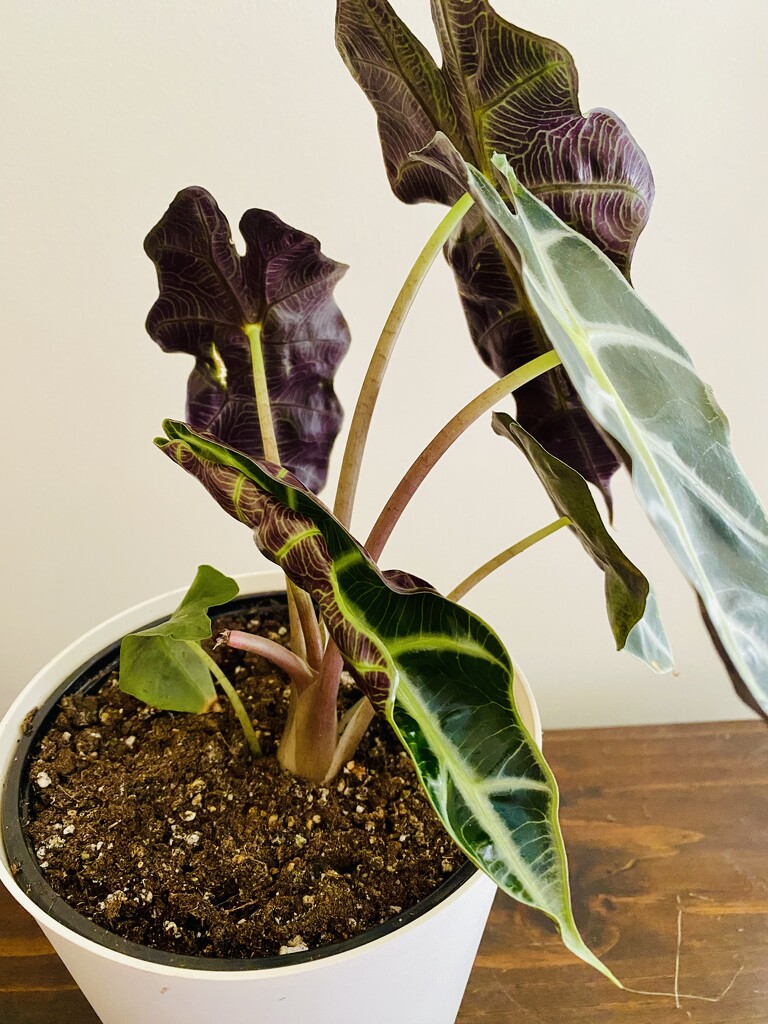 Alocasia with new leaf by mtb24