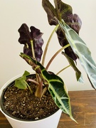 27th Feb 2024 - Alocasia with new leaf