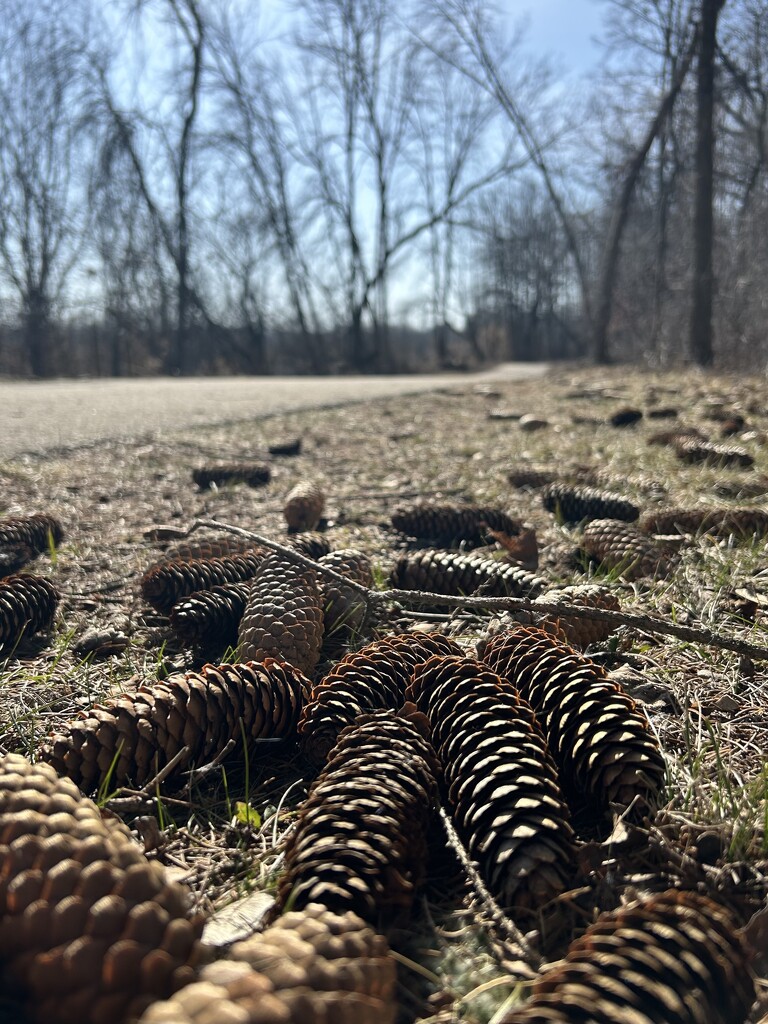 Pinecone Trail by mltrotter
