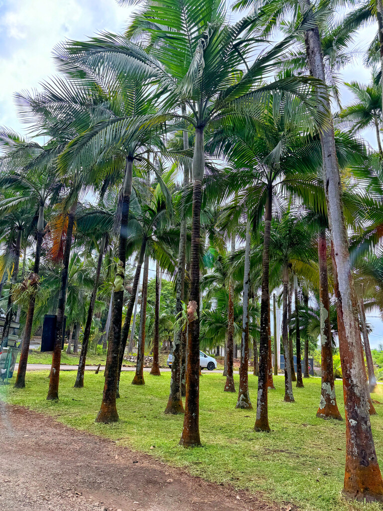 Palm trees forest.  by cocobella