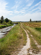 22nd Dec 2023 - Winding track through the harvested rice paddy