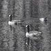 2geese1duck in b&w by amyk