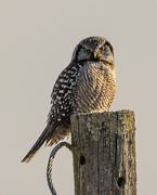 27th Feb 2024 - Northern Hawk Owl