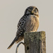 Northern Hawk Owl by cwbill