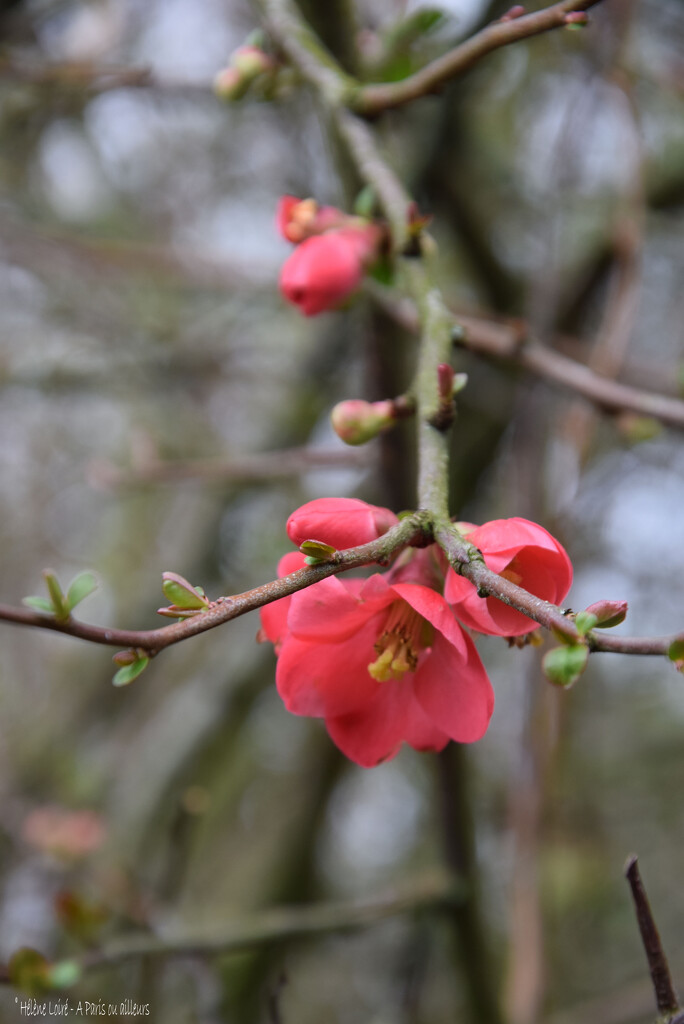 First bloom by parisouailleurs