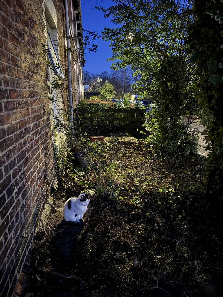 White Cat / Dark Street by eviehill