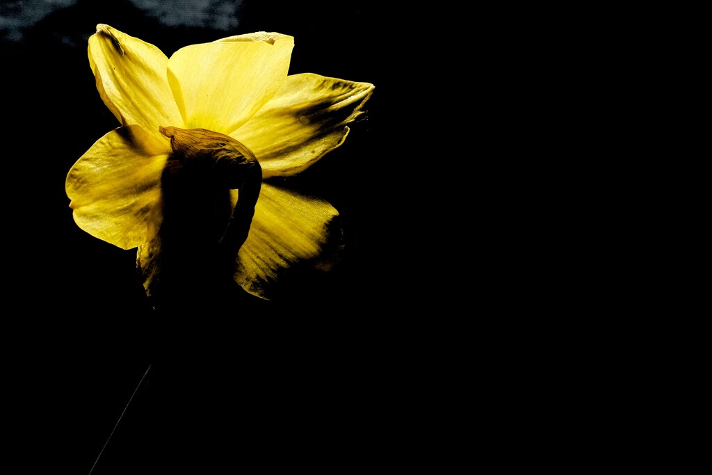 Daffodil by allsop