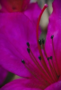 27th Feb 2024 - Azalea Anthers and Filaments