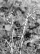 28th Feb 2024 - Dried up grasses...