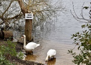 28th Feb 2024 - Nosey Swans