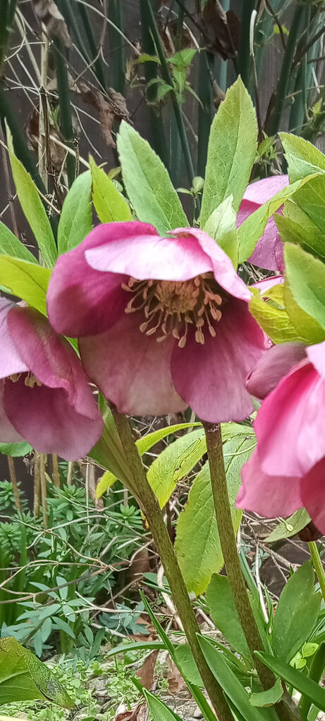 Helebores by 365projectorgjoworboys