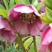 Helebores by 365projectorgjoworboys