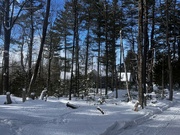 16th Feb 2024 - The View Through The Trees