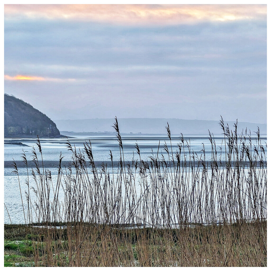 Rushes by the sea  by rhb