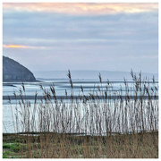 19th Feb 2024 - Rushes by the sea 