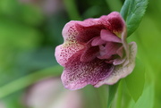 28th Feb 2024 - Helleborus