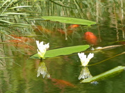 28th Feb 2024 - The Pond is Waking Up