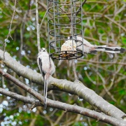25th Feb 2024 - Long tailed Tits