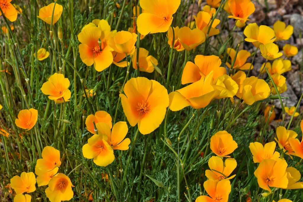 2 27 Mexican or California or Arizona Poppies by sandlily