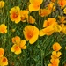 2 27 Mexican or California or Arizona Poppies by sandlily