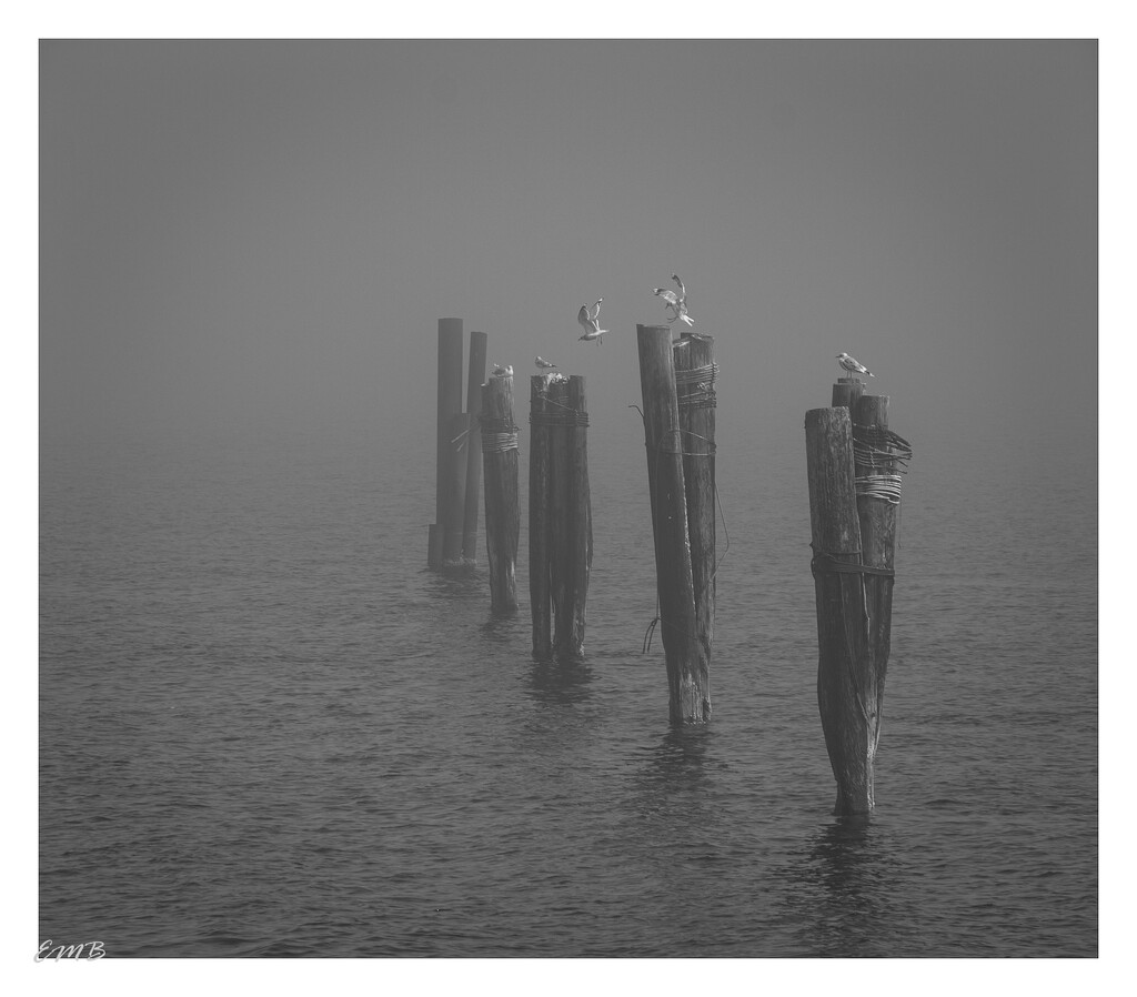 gulls on pilings by theredcamera
