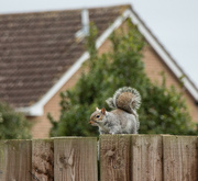 28th Feb 2024 - Urban squirrel