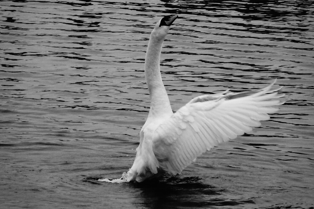 unique swan by anniesue
