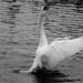 unique swan by anniesue
