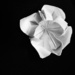 origami flower on 365 Project