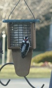 28th Feb 2024 - Woodpecker 