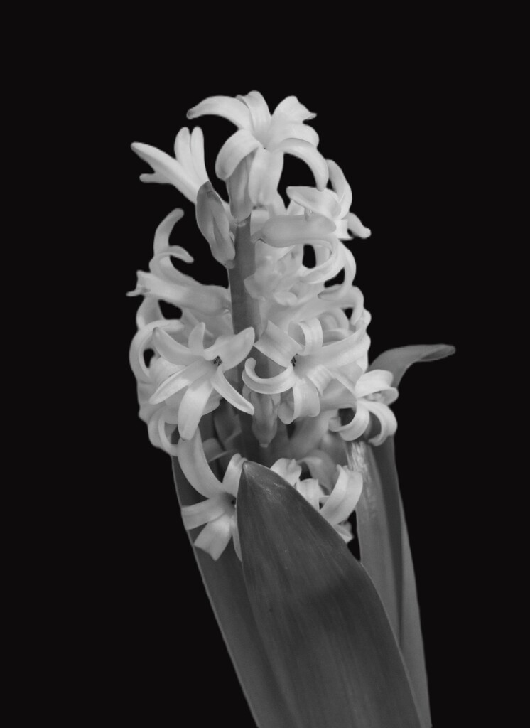 February 28: Hyacinth by daisymiller