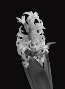 28th Feb 2024 - February 28: Hyacinth
