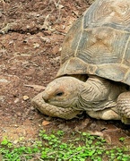 29th Feb 2024 - Giant turtle. 