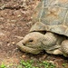 Giant turtle. 