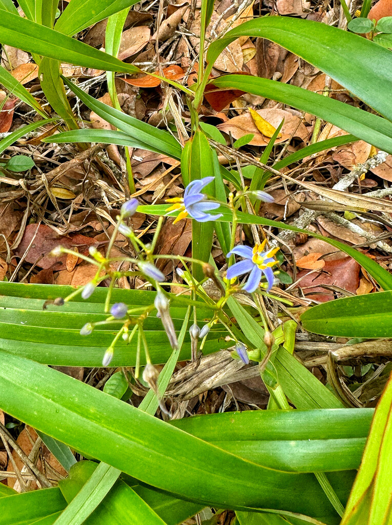 Flowers of Chamarel.  by cocobella